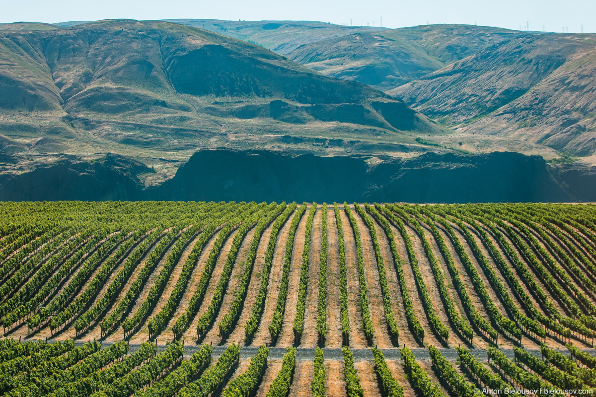 Washington winery grapes