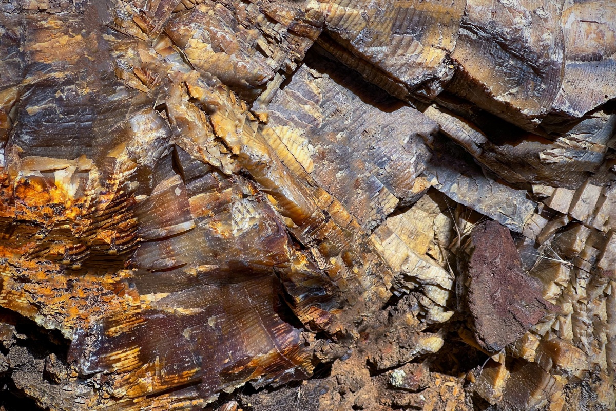 Petrified Douglas Fir — Ginkgo Petrified Forest