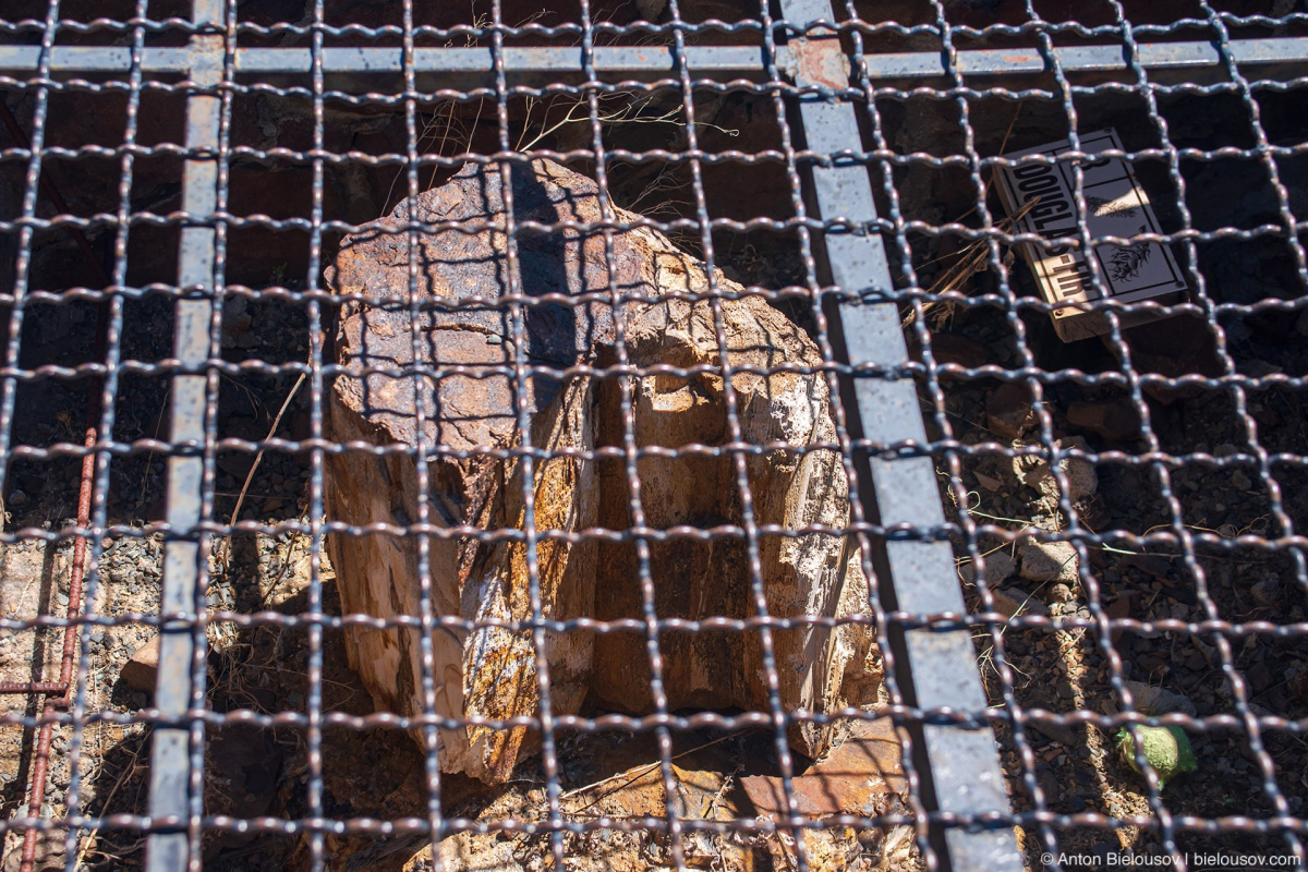 Douglas fir – Ginkgo Petrified Forest Interpritive Trail