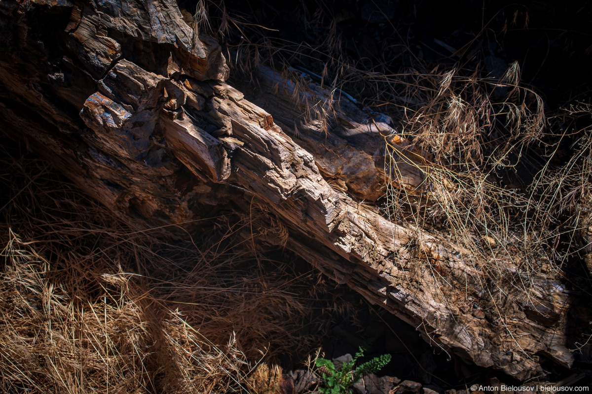 Ginkgo Petrified Forest