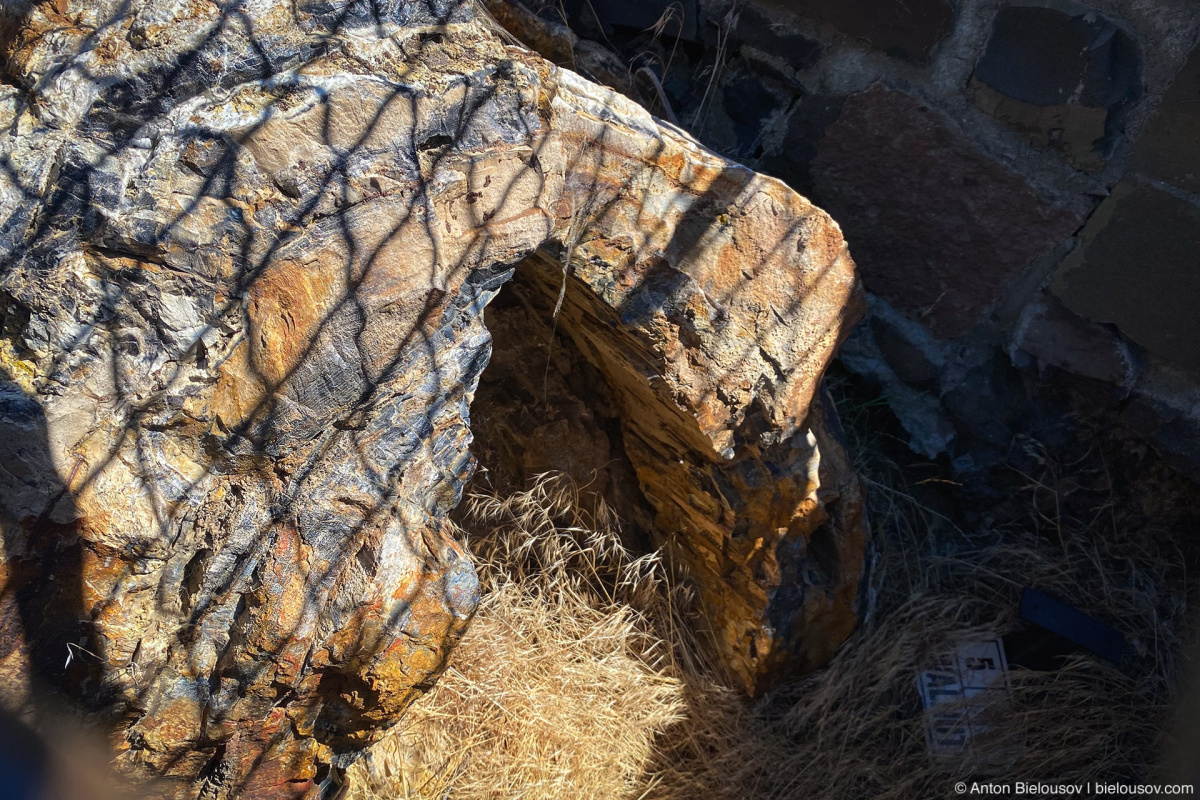 Petrified Walnut — Ginkgo Petrified Forest