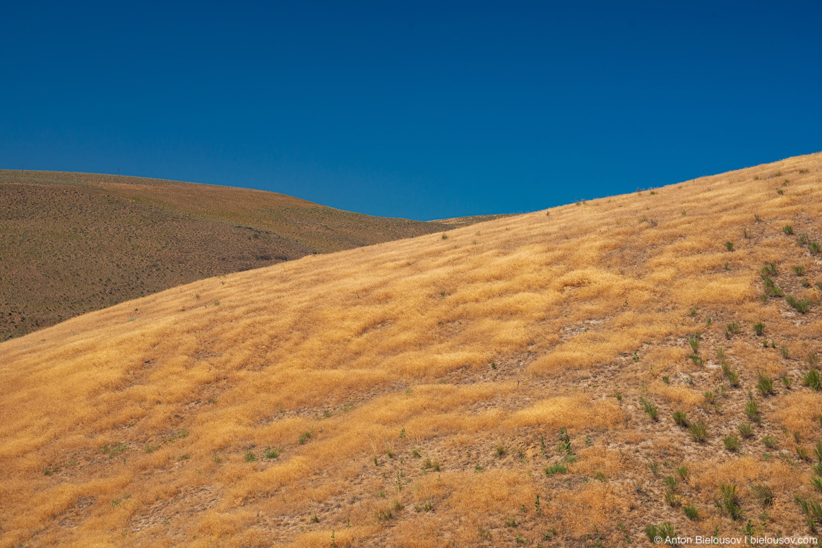 Ukraine flag steppe