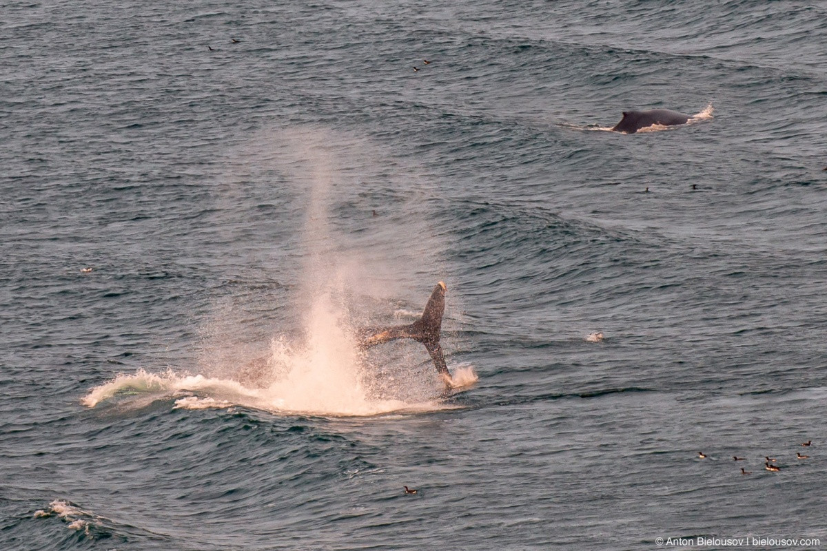 Whales seen from a cruise liner