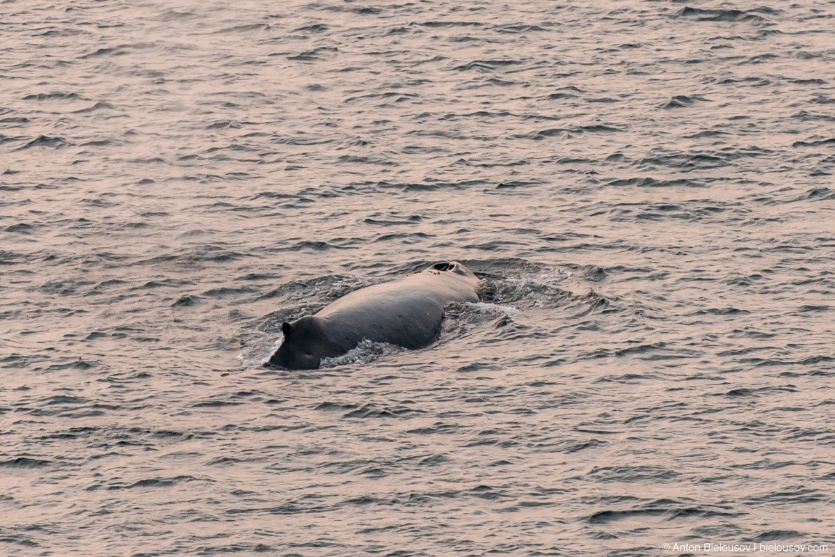 Whales seen from a cruise liner