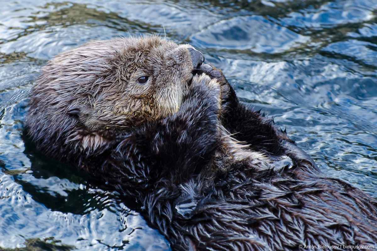 Sea Otter