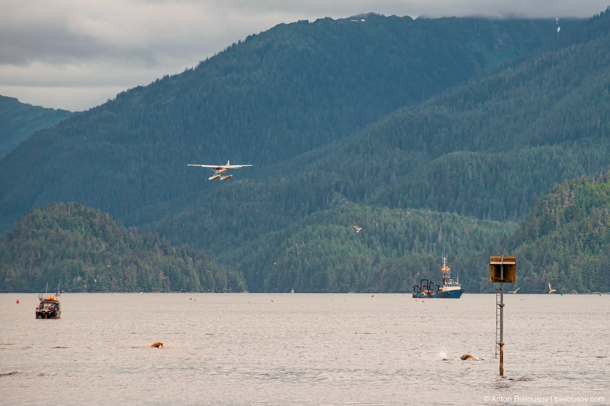 Sea lions (Sitka, AK)