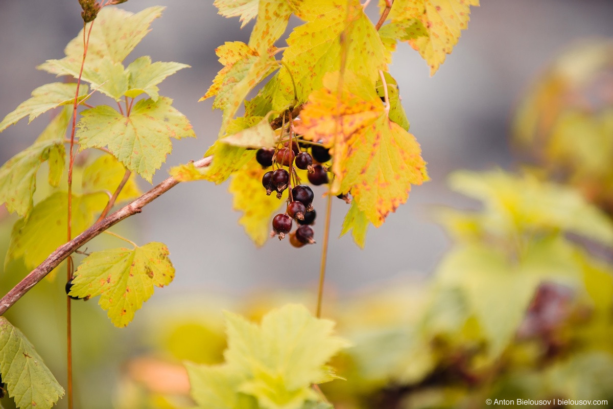 Black currant — Sitka, AK