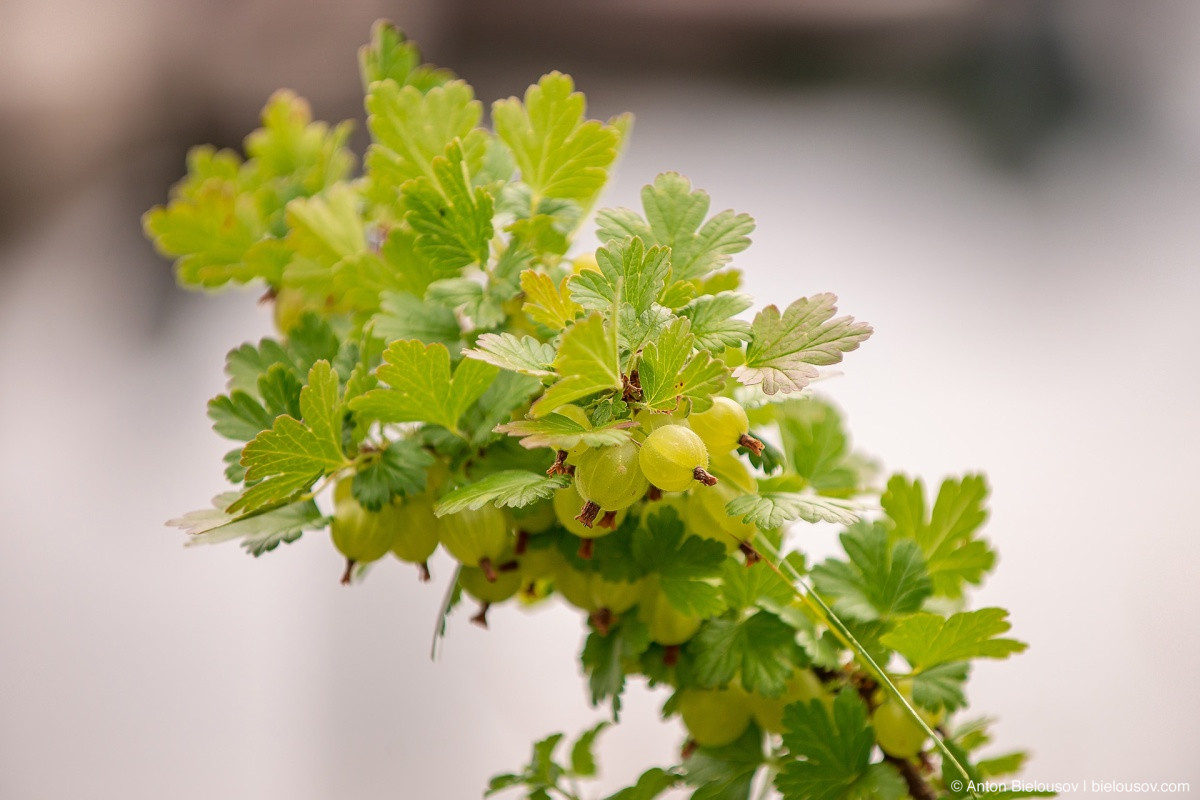 Gooseberry — Sitka, AK