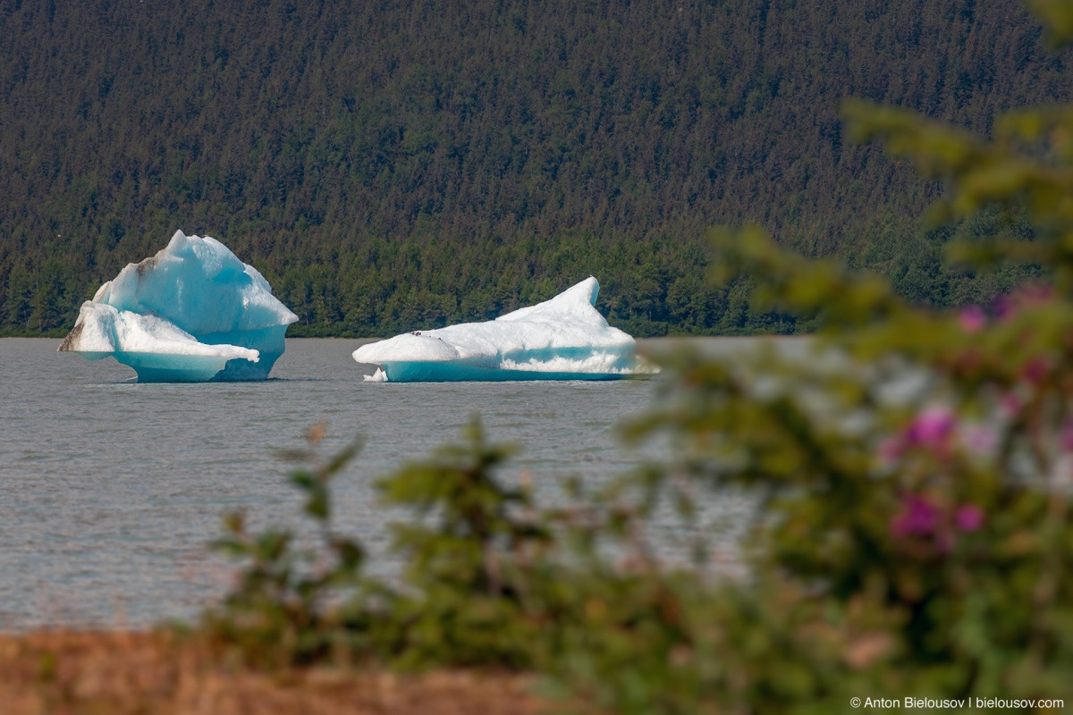 Mendenhall Lake icebergs (Juneau, AK)